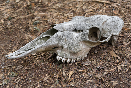 Weathered skull of a dead horse in the forest. An old horse skull lies on the ground. Bone skull with teeth