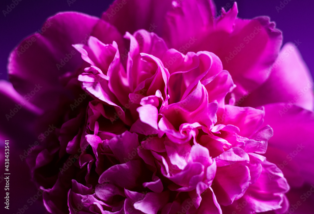 Volumetric and lush pink peony close-up