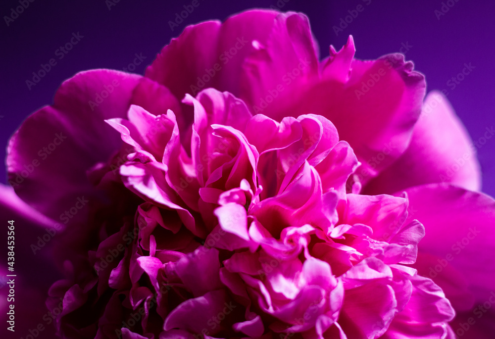 Volumetric and lush pink peony close-up