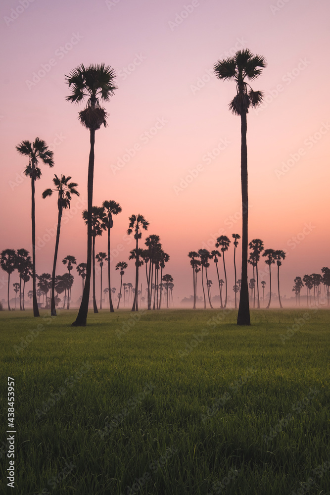 Winter landscape and beauty in fields and palm trees.