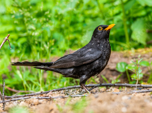 Blackbird, Chornyy drozd