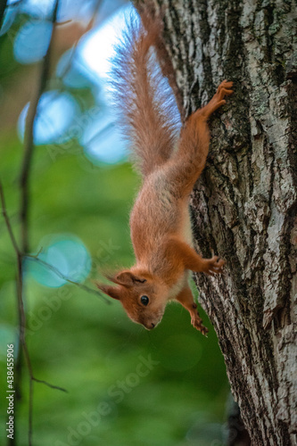 squirrel on a tree © Viacheslav