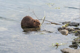Close up of a beaver chewing a tree brunch in a pond in a city park. Animals, wildlife, rodent control concept.