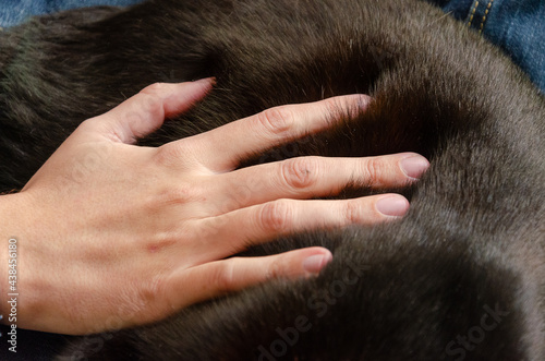 close up on male hand over a black cat fur