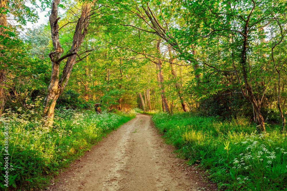 English country pathway through wild flowers and woodland in a golden evening light English country pathway through wild flowers and woodland in a golden evening light
