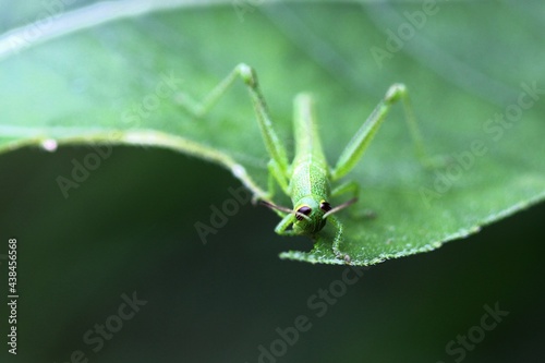 Grasshopper eating a sunflower leaf.