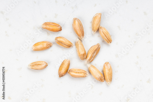 several spelt wheat grains close up on gray