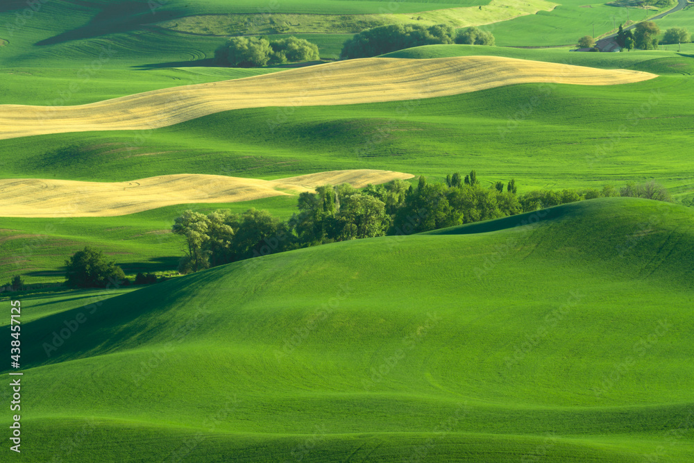 Green rolling hills of farmland wheat fields seen from the Palouse in Washington State USA