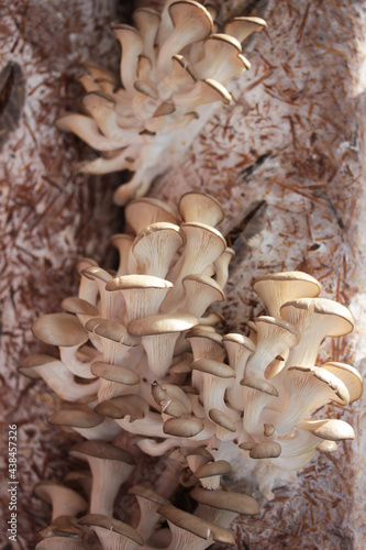 growing mushrooms, oyster mushroom