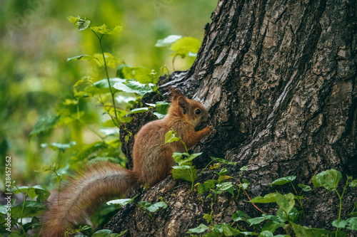 squirrel on a tree © Viacheslav