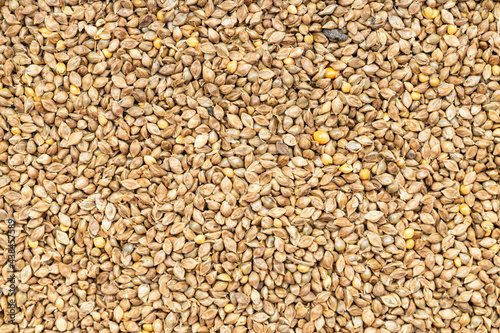 background - whole-grain barnyard millet seeds