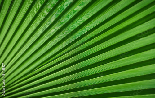 Summer background concept  colorful green tropical palm leafs close up