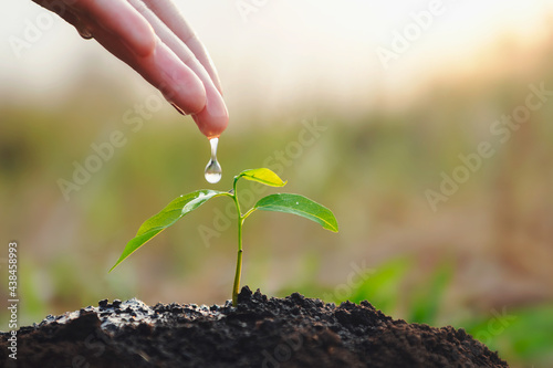 Fotografie hand watering young plant in garden. eco earth day concept