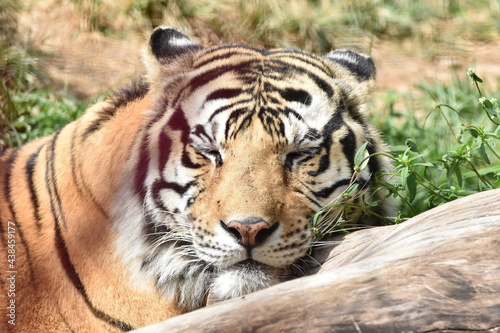 Fototapeta Naklejka Na Ścianę i Meble -  this is a Panthera tigris tigris 