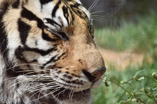 this is a Panthera tigris tigris 