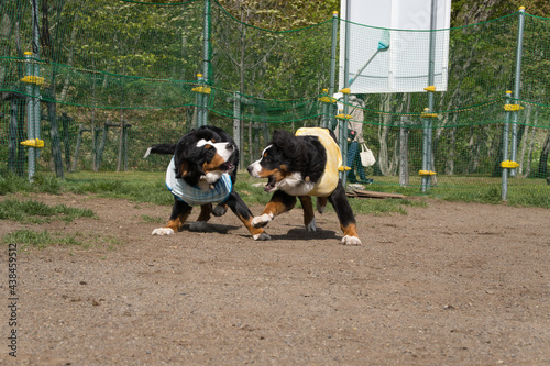 バーニーズマウンテンドッグ