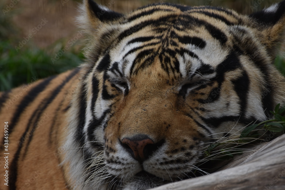 Fototapeta premium this is a Panthera tigris tigris 