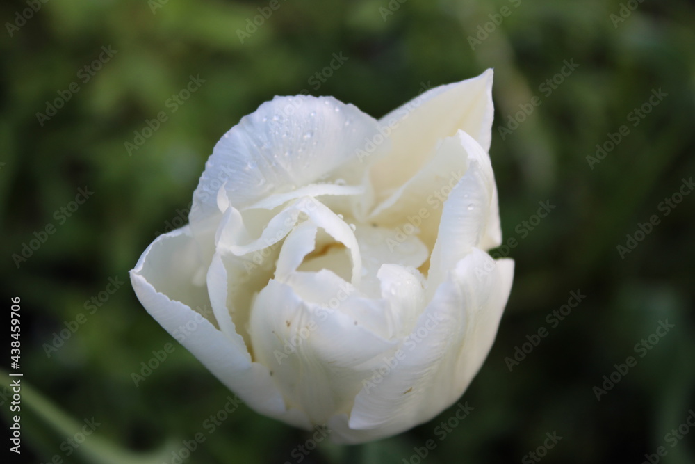 Water drops on the petals of a white tulip. Macro. Water drops on the petals of a white tulip. Macro.