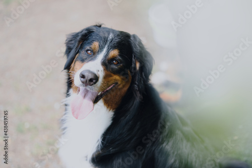 バーニーズマウンテンドッグ