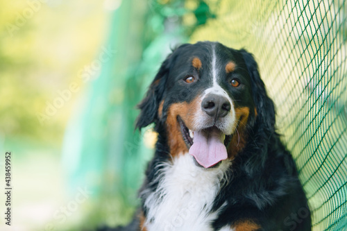 バーニーズマウンテンドッグ