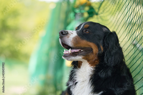 バーニーズマウンテンドッグ