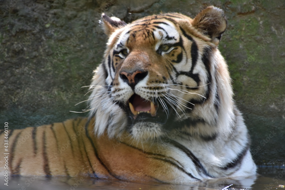 Obraz premium this is a Panthera tigris tigris 
