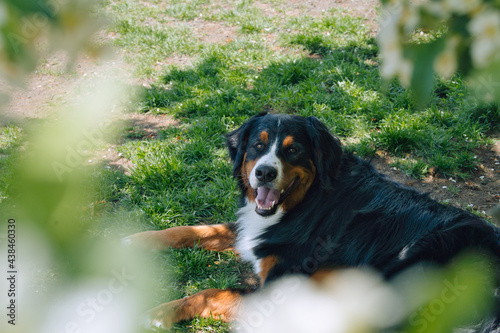 バーニーズマウンテンドッグ