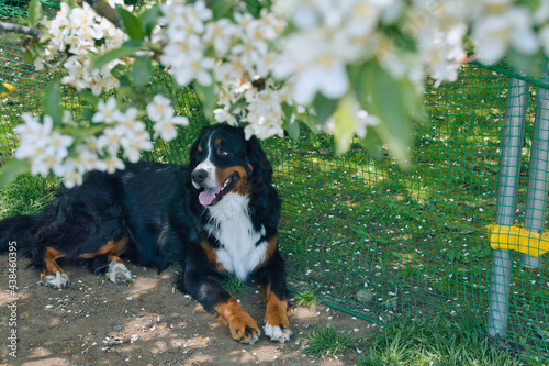 バーニーズマウンテンドッグ