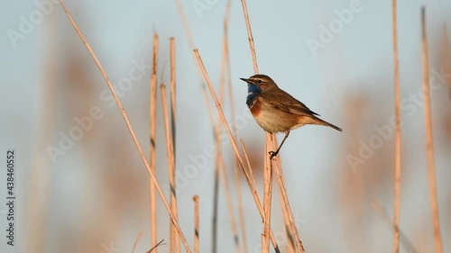 Bluethroat bird close up ( Luscinia svecica )	