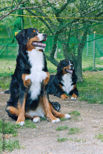 バーニーズマウンテンドッグ