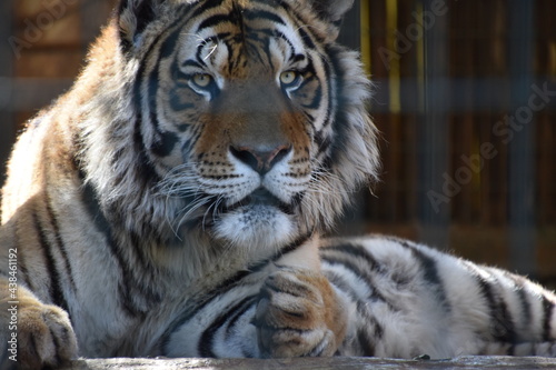 Fototapeta Naklejka Na Ścianę i Meble -  this is a Panthera tigris tigris 