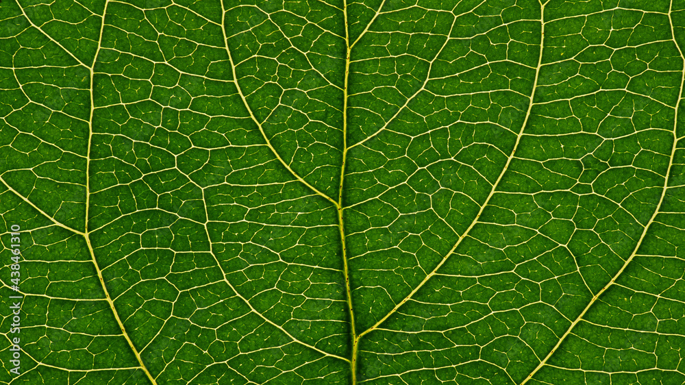 Fresh leaf of fruit tree close-up. Green and yellow mosaic pattern of a net of veins and plant cells. Abstract natural background on a floral theme. Dark summer wallpaper. Macro Fresh leaf of fruit tree close-up. Green and yellow mosaic pattern of a net of veins and plant cells. Abstract natural background on a floral theme. Dark summer wallpaper. Macro