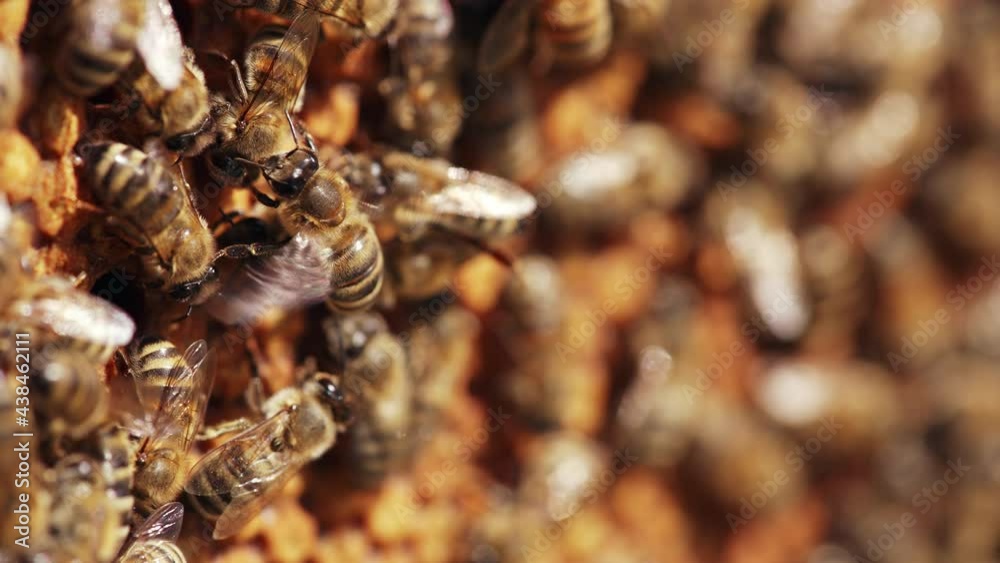 Hive with lot of bees. Honey bees on honeycomb in apiary Hive with lot of bees. Honey bees on honeycomb in apiary