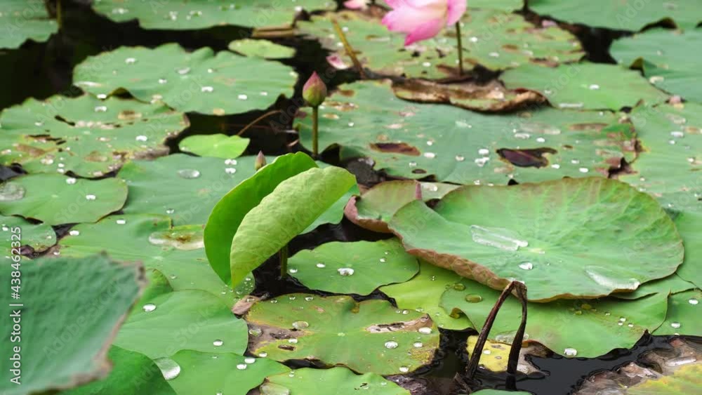 lotus and lotus leaf in the pond. lotus and lotus leaf in the pond.