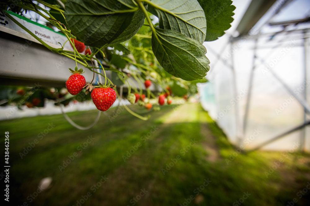 Culture de fraises hors sol, champs de fraise sous serre dans les — free download
