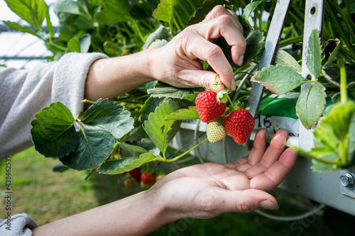 Fototapeta Naklejka Na Ścianę i Meble -  Femme qui tient des fraises dans ses mains dans un champs de fraise