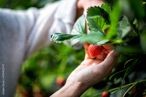 Fototapeta Naklejka Na Ścianę i Meble -  Femme qui tient des fraises dans ses mains dans un champs de fraise