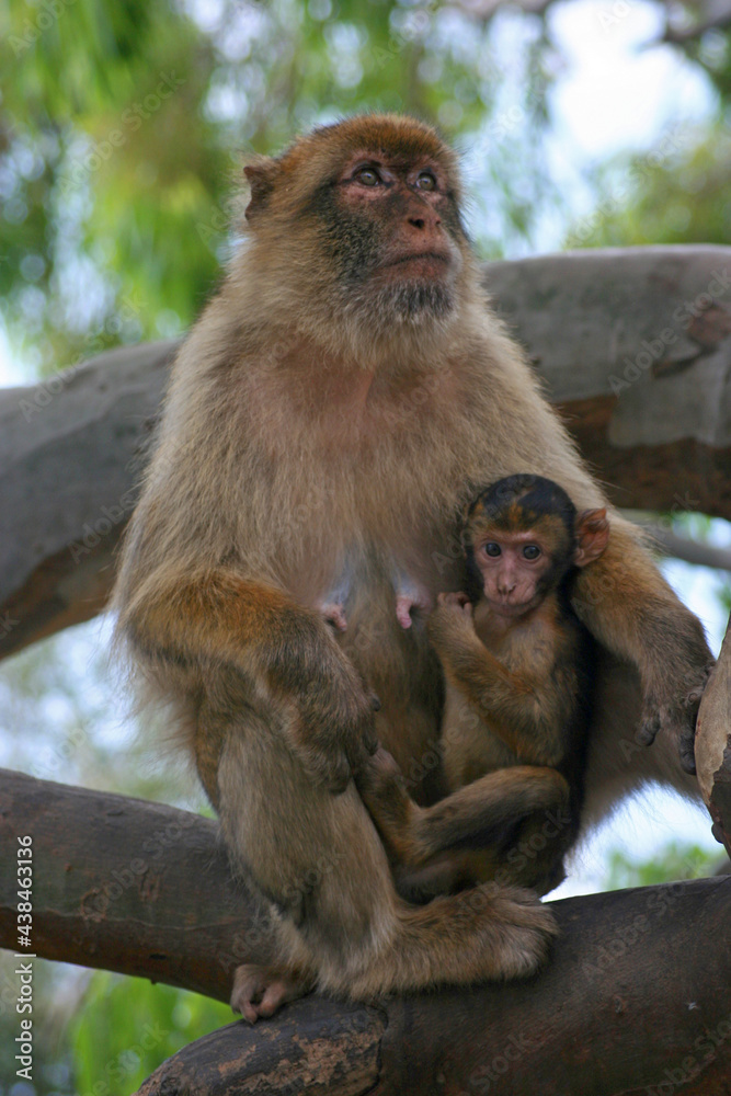 a female macaque with her baby hanging on her, sitting on a tree, Gibraltar