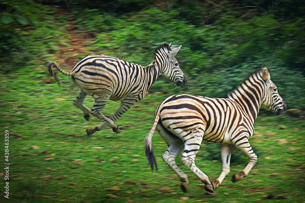 Fototapeta premium zebra in the zoo