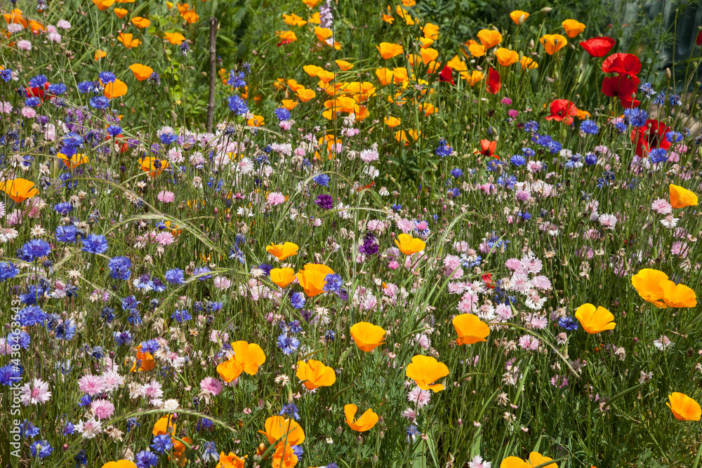Tapis de fleurs de printemps avec coquelicot, escholtzia et bleuet Tapis de fleurs de printemps avec coquelicot, escholtzia et bleuet