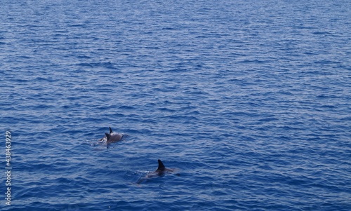 Delfine beim spielen im Roten Meer - Blaues Wasser und spielende Delfine