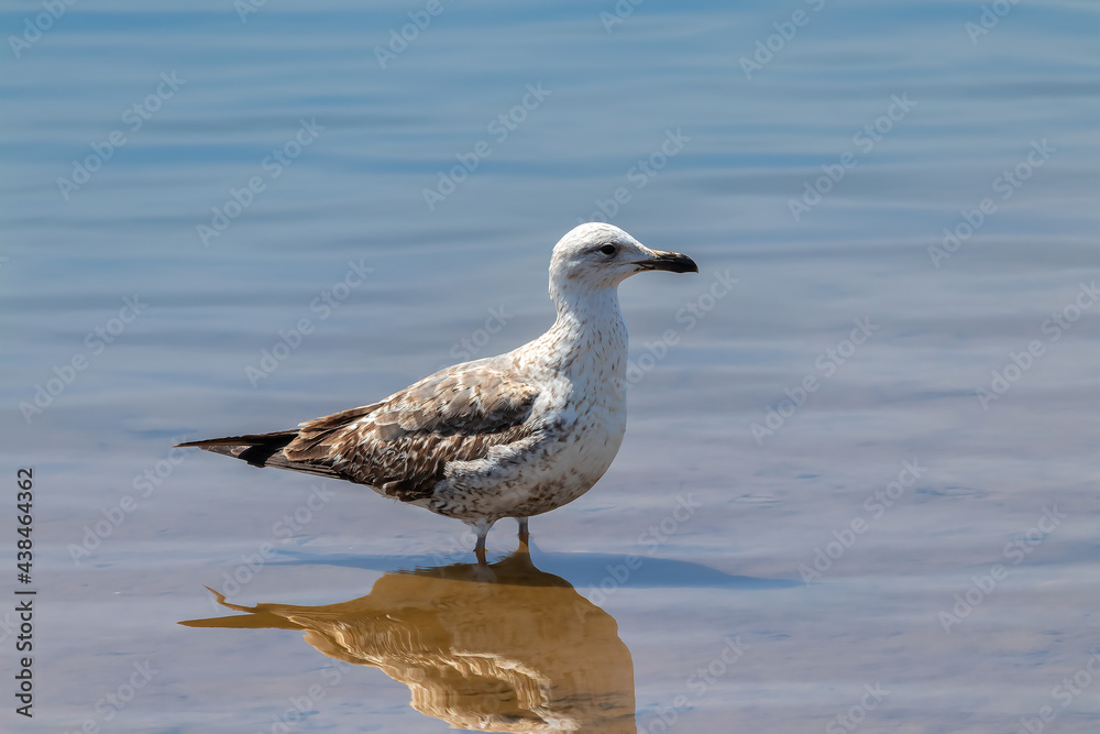 A lesser black-backed gull - Larus fuscus - in the natural area of Marismas del Odiel, Huelva, Spain A lesser black-backed gull - Larus fuscus - in the natural area of Marismas del Odiel, Huelva, Spain