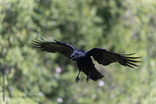 Corneille noire Corvus corone en gros plan ou en vol photo