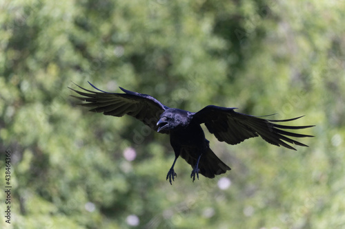 Corneille noire Corvus corone en gros plan ou en vol