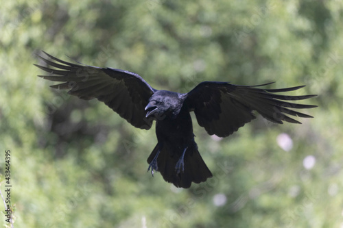 Corneille noire Corvus corone en gros plan ou en vol photo