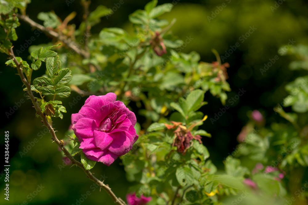 ピンクのハマナスの花