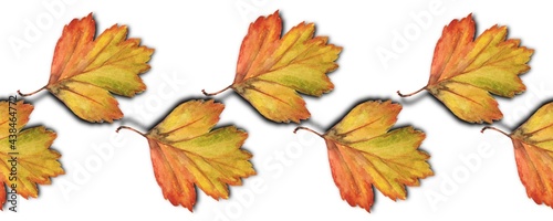 Watercolor autumn leaves on a white background. Seamless border, pattern