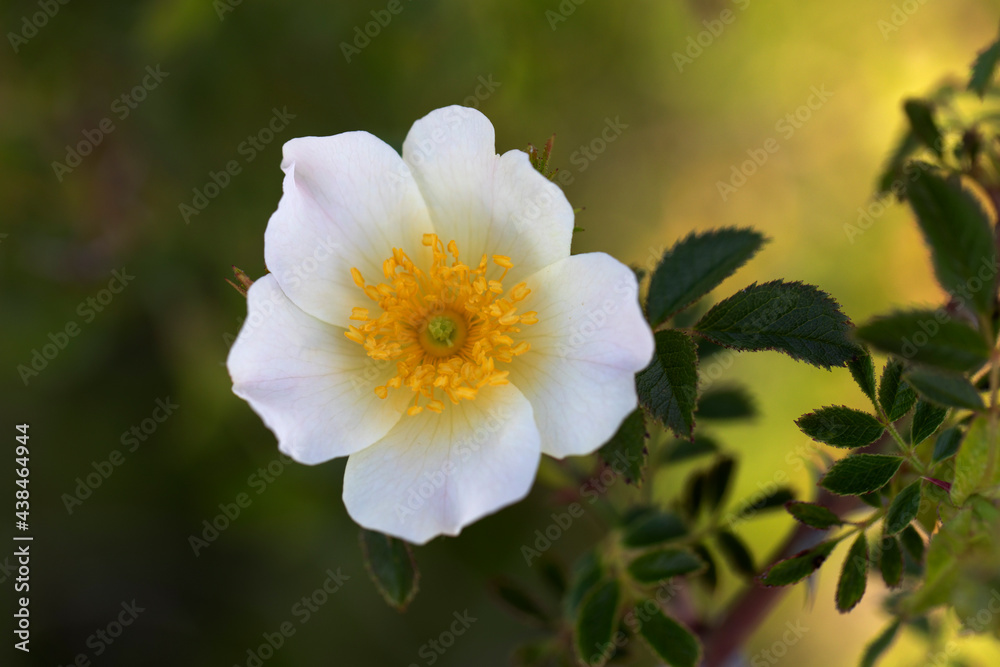 Rosier des chiens, églantier, Rosa canina, fleur en gros plan Rosier des chiens, églantier, Rosa canina, fleur en gros plan