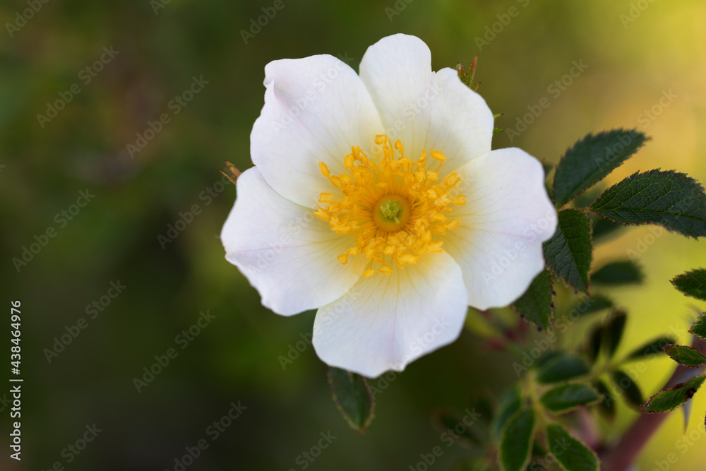 Rosier des chiens, églantier, Rosa canina, fleur en gros plan Rosier des chiens, églantier, Rosa canina, fleur en gros plan