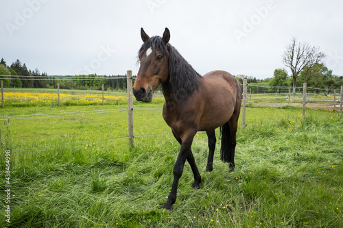 Pferd / Rennpferd auf grüner Wiese © Rockafox